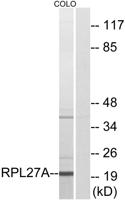 Ribosomal Protein L27A Polyclonal Antibody