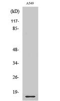 Ribosomal Protein L28 Polyclonal Antibody