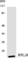 Ribosomal Protein L28 Polyclonal Antibody