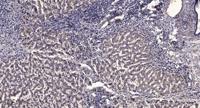 Ribosomal Protein L28 Polyclonal Antibody