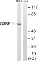 G3BP1 Polyclonal Antibody