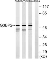 G3BP2 Polyclonal Antibody