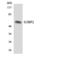 G3BP2 Polyclonal Antibody