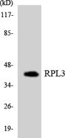 Ribosomal Protein L3 Polyclonal Antibody