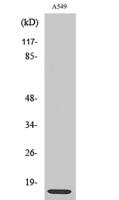 Ribosomal Protein L30 Polyclonal Antibody