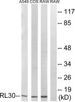 Ribosomal Protein L30 Polyclonal Antibody