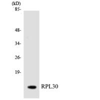 Ribosomal Protein L30 Polyclonal Antibody