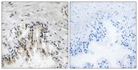 Ribosomal Protein L31 Polyclonal Antibody