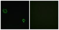 Ribosomal Protein L34 Polyclonal Antibody