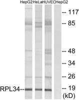 Ribosomal Protein L34 Polyclonal Antibody