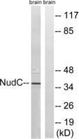 NUDC Polyclonal Antibody