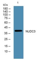 NUDC3 Polyclonal Antibody