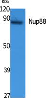 Nup88 Polyclonal Antibody