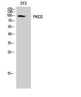 PKD2 Polyclonal Antibody