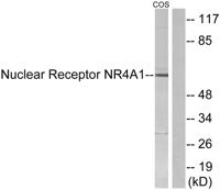 Nur77 Polyclonal Antibody