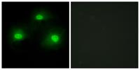 Pki α Polyclonal Antibody