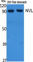 NVL Polyclonal Antibody