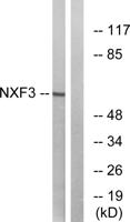 NXF3 Polyclonal Antibody