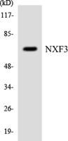 NXF3 Polyclonal Antibody