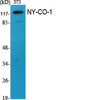 NY-CO-1 Polyclonal Antibody