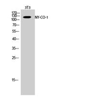 NY-CO-1 Polyclonal Antibody