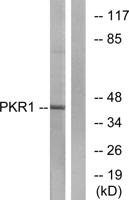 PKR1 Polyclonal Antibody