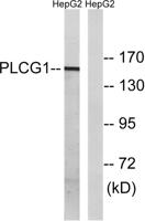 PLC γ1 Polyclonal Antibody