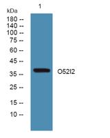 O52I2 Polyclonal Antibody