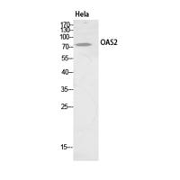 OAS2 Polyclonal Antibody