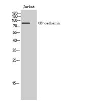 OB-cadherin Polyclonal Antibody