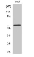 OBCAM Polyclonal Antibody