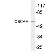 OBCAM Polyclonal Antibody