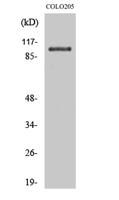 OCRL Polyclonal Antibody