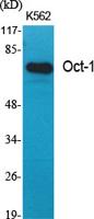 Oct-1 Polyclonal Antibody