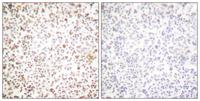 Oct-1 Polyclonal Antibody