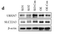 OCT3 Polyclonal Antibody