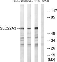 OCT3 Polyclonal Antibody