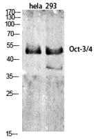 Oct-3/4 Polyclonal Antibody