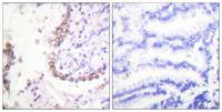 Oct-3/4 Polyclonal Antibody