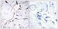 O-FucT-2 Polyclonal Antibody