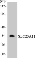 OGCP Polyclonal Antibody