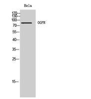 OGFR Polyclonal Antibody