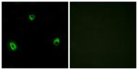 Olfactory receptor 10A4 Polyclonal Antibody