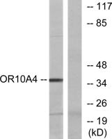 Olfactory receptor 10A4 Polyclonal Antibody