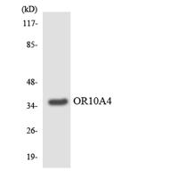 Olfactory receptor 10A4 Polyclonal Antibody