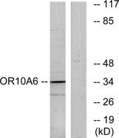 Olfactory receptor 10A6 Polyclonal Antibody