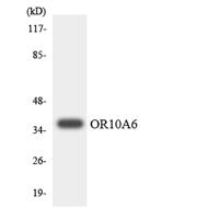 Olfactory receptor 10A6 Polyclonal Antibody