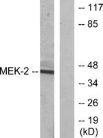 MEK-2 Polyclonal Antibody