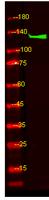 PLCB4 Polyclonal Antibody