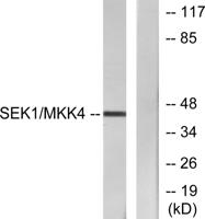 MEK-4 Polyclonal Antibody